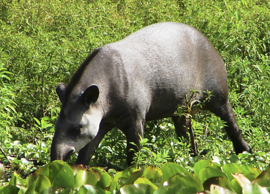 Manada de Cavalos Pantaneiros em uma Fazenda do Pantanal 