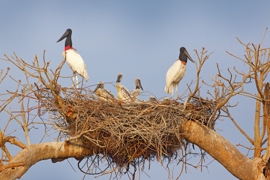 Visit Pantanal - Pantanal Sul e Serra da Bodoquena